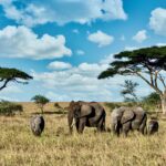 Group of elephants walking on the dry grass in the wilderness